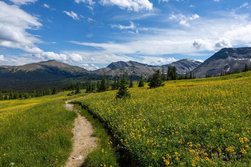 Skyline Trail