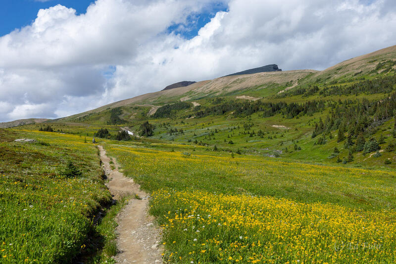 Skyline Trail Valley
