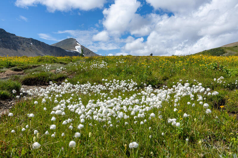 Skyline Wildflowers