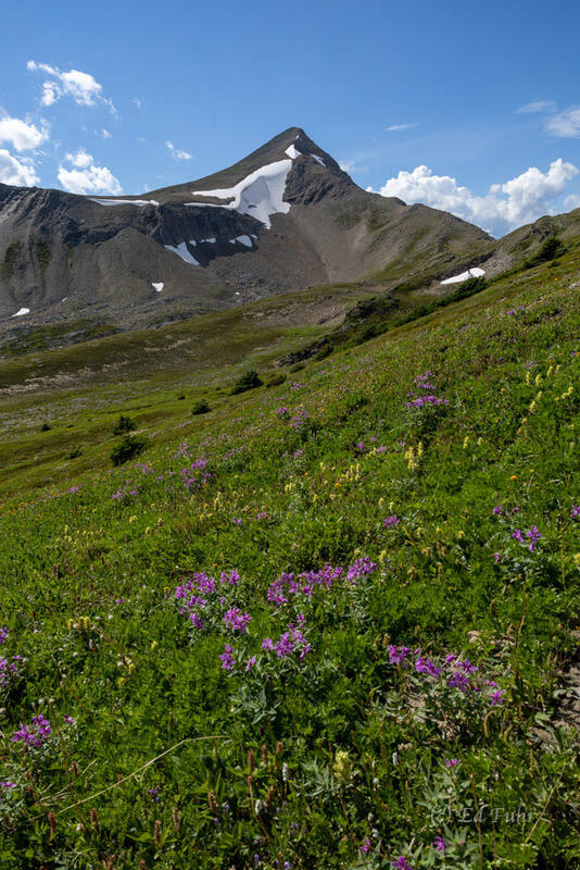 Curator Mountain Wildflowers