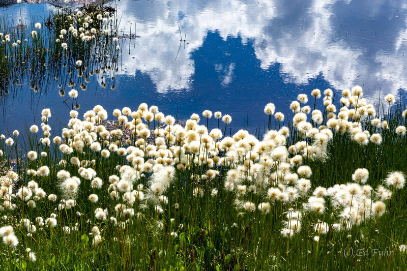 Summer Bloom