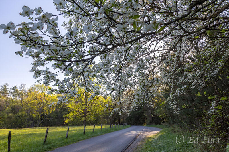 Spring Drive, Cades Cove