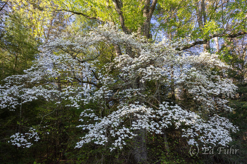 Dogwood Magnificence 
