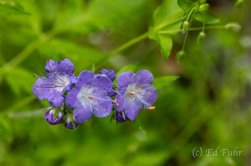Purple Phacelia 