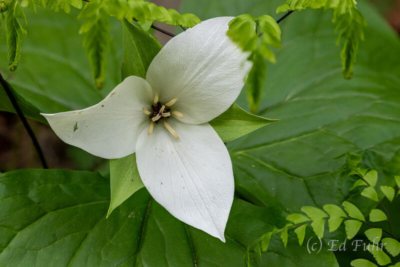 Trillium Grandiflora 