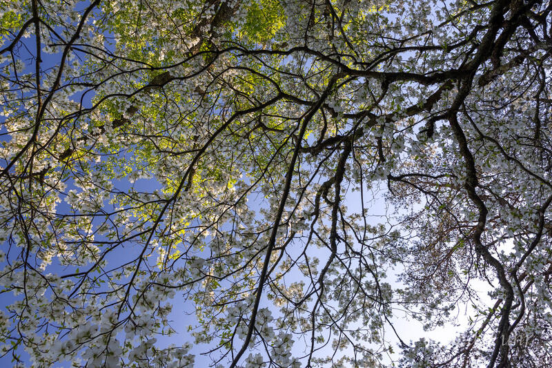 Dogwood Arteries