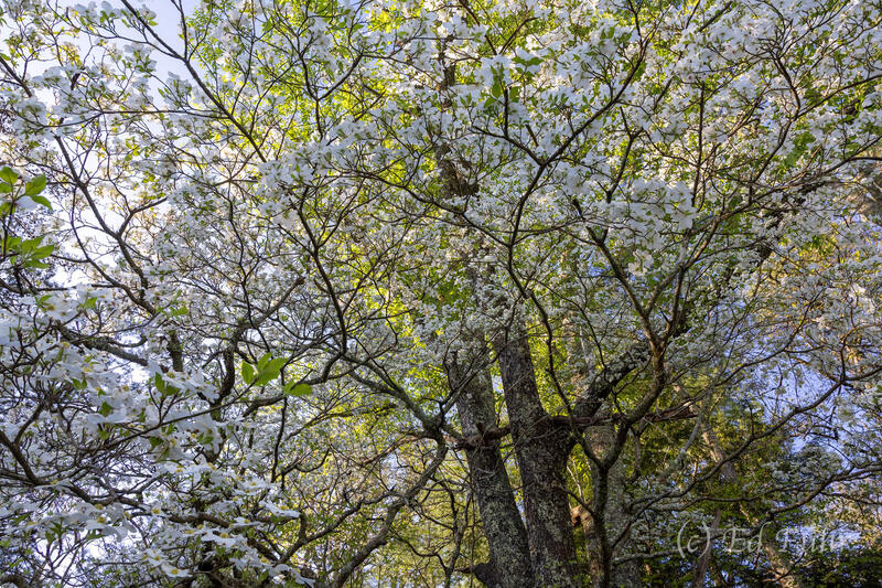 Dogwood Spring