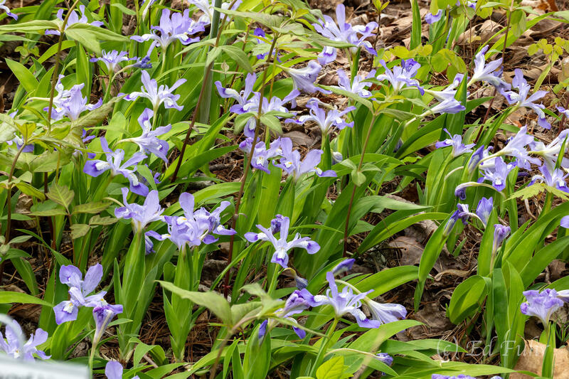 Dwarf Crested Iris 