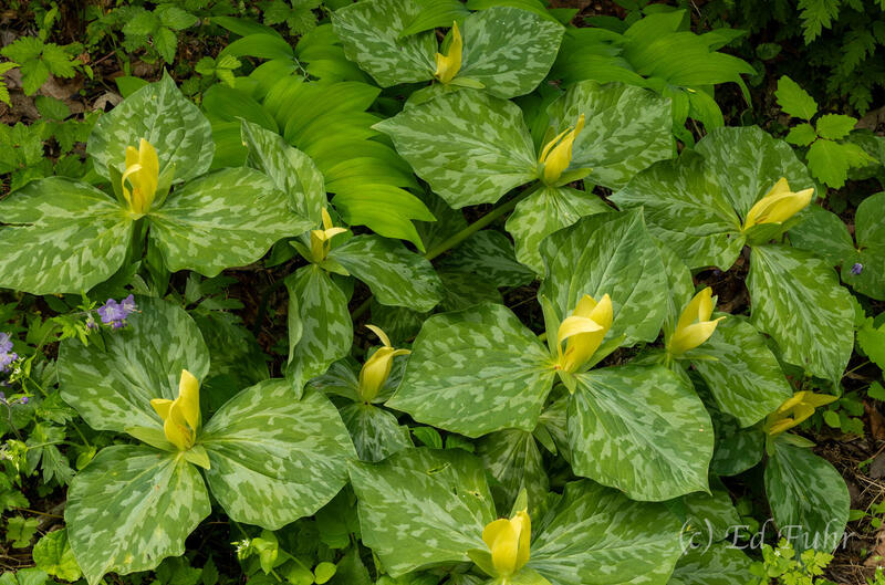 A Clump of Yellow Trillium 