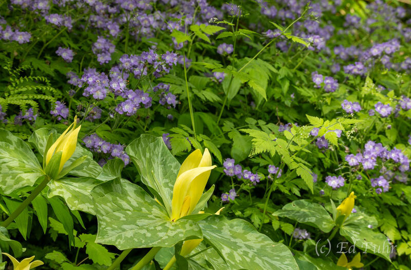 Trillium and Phacelia 