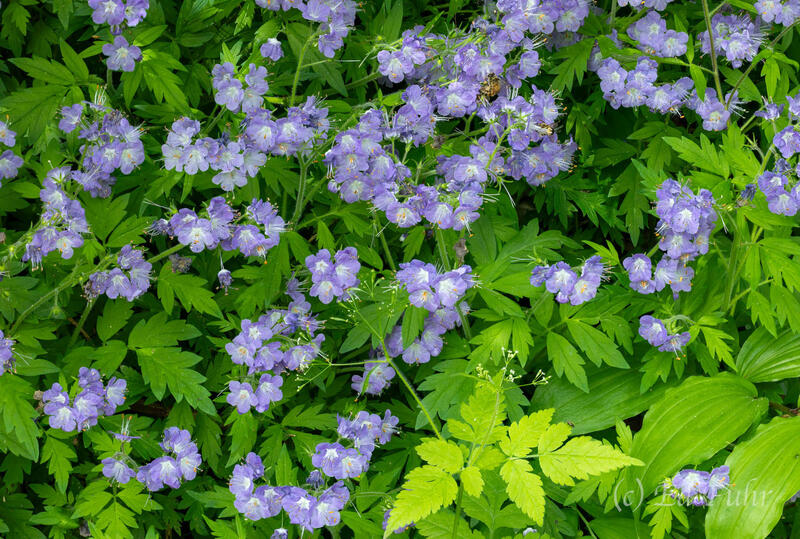Phacelia Spread