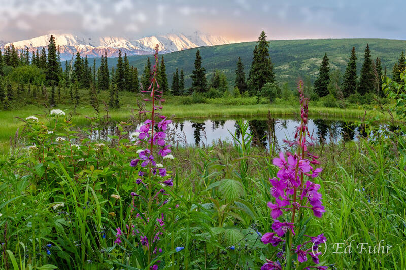 Fireweed and Nugget Pond