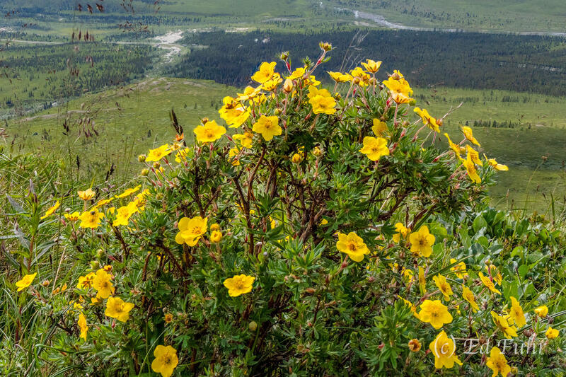 Shrub Cinquefoil