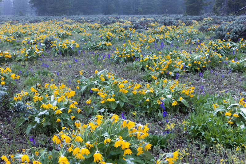 Teton Wildlowers