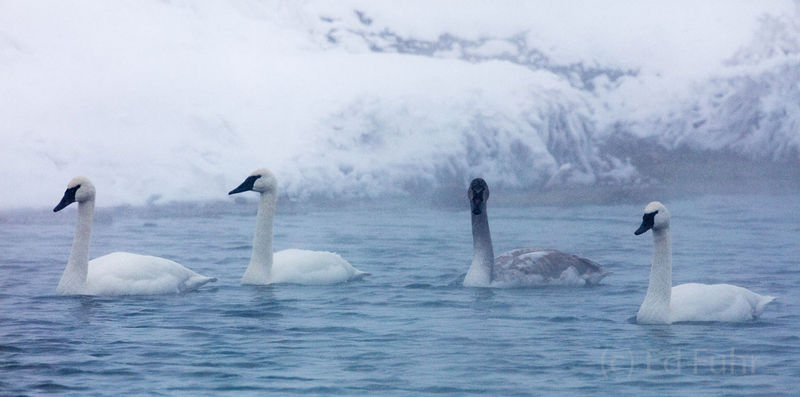 A Cold Day for a Swim