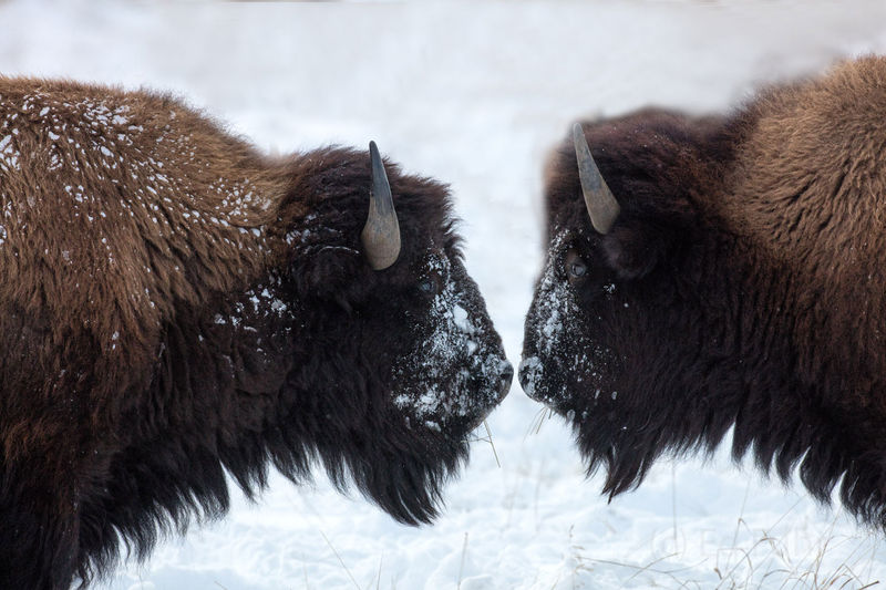 Bison Faceoff