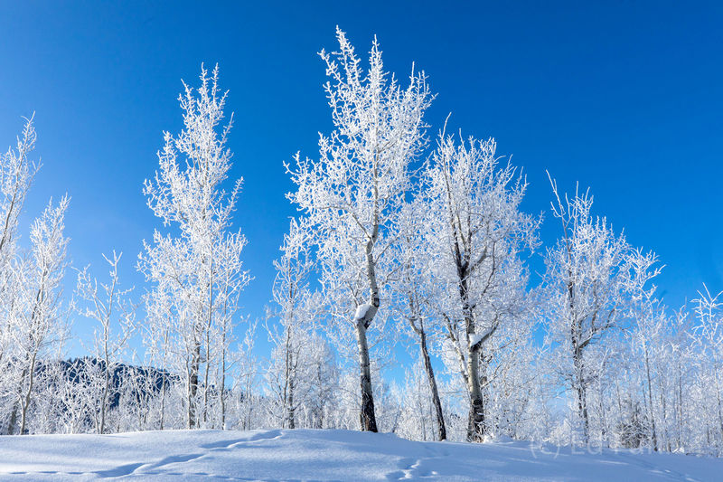 Aspen Frost