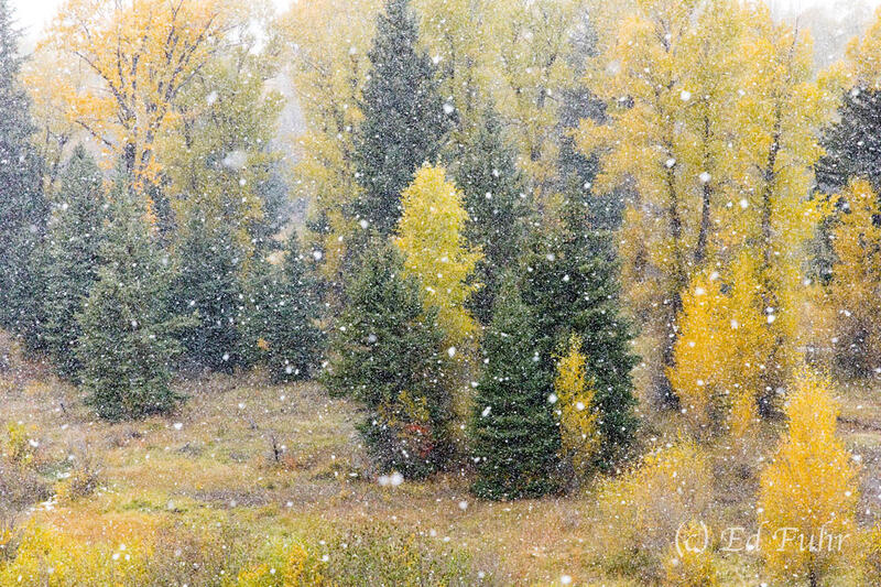 Autumn Aspen Patchwork