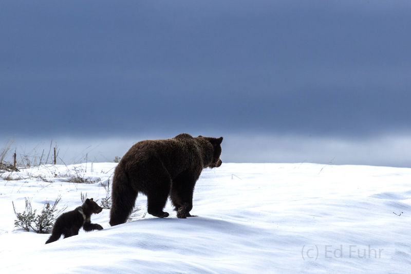 Felicia and Pepper - Into Winter