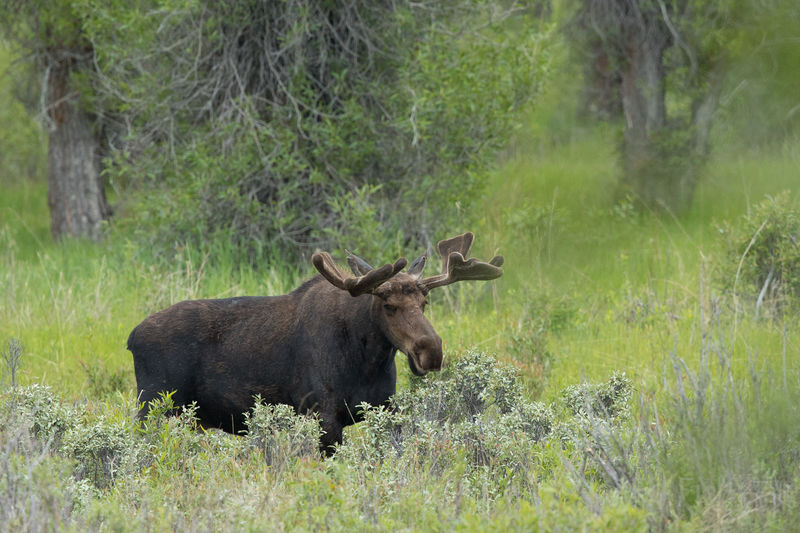 Summer Moose