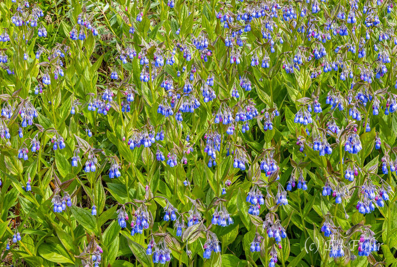 Northern Bluebells
