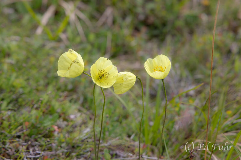 Yellow Arctic Poppy