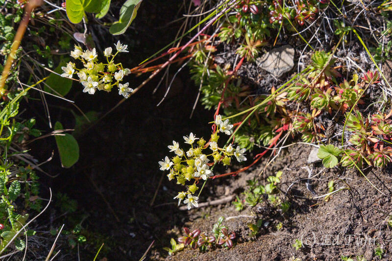 Spotted Saxifrage