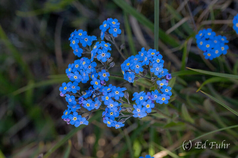 Forget Me Not