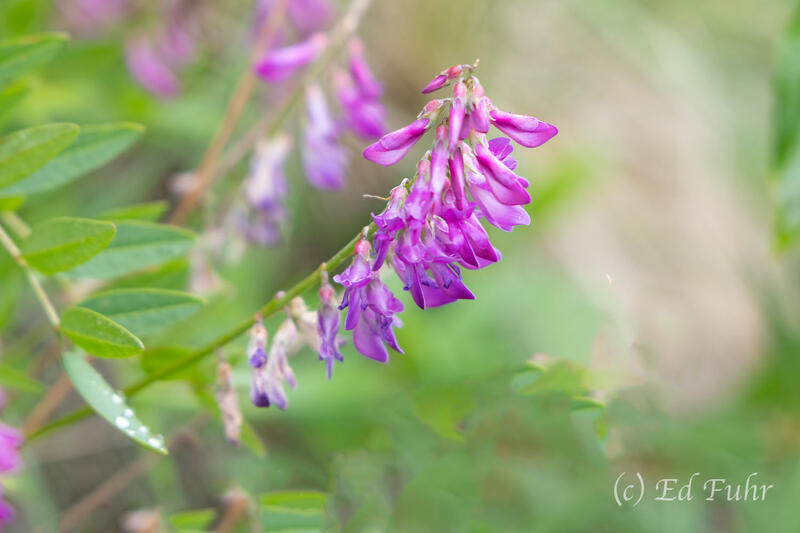 Wild Sweet Pea