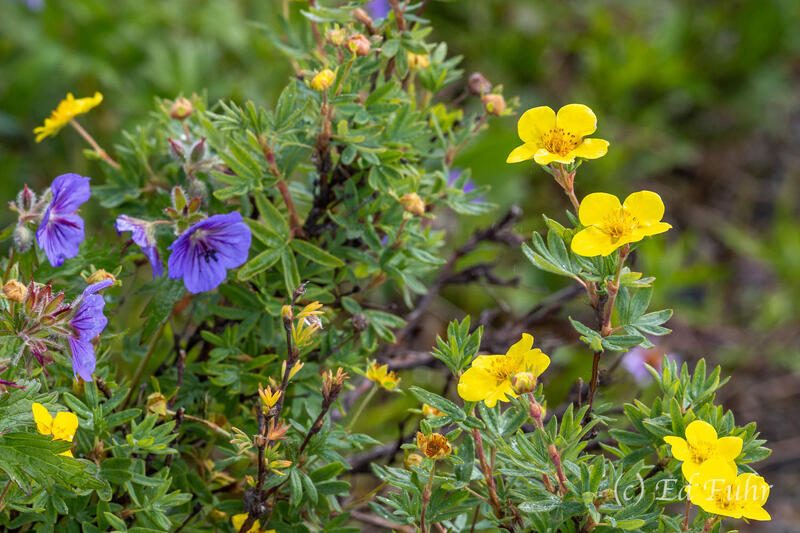 Northern Wild Gernium and Shrubby Cinquefoil