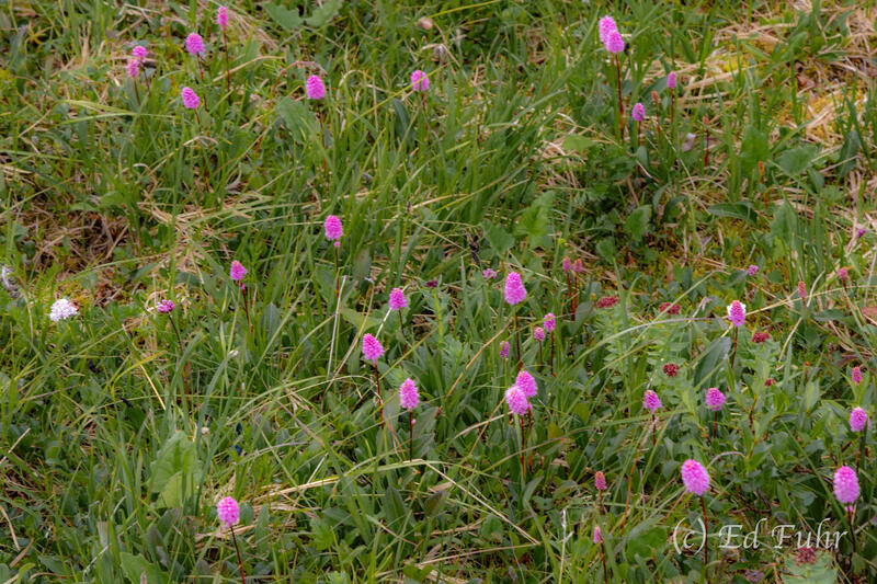 Alpine Bistort