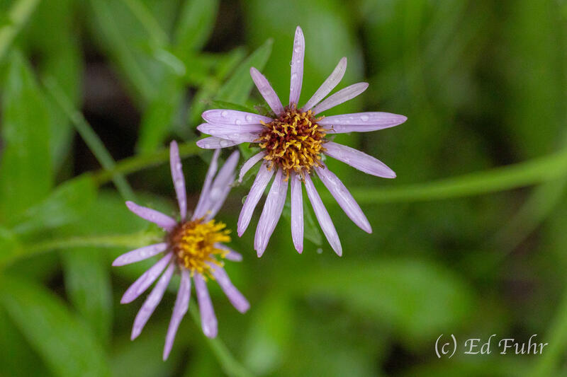 Alpine Aster - Last Light of Summer