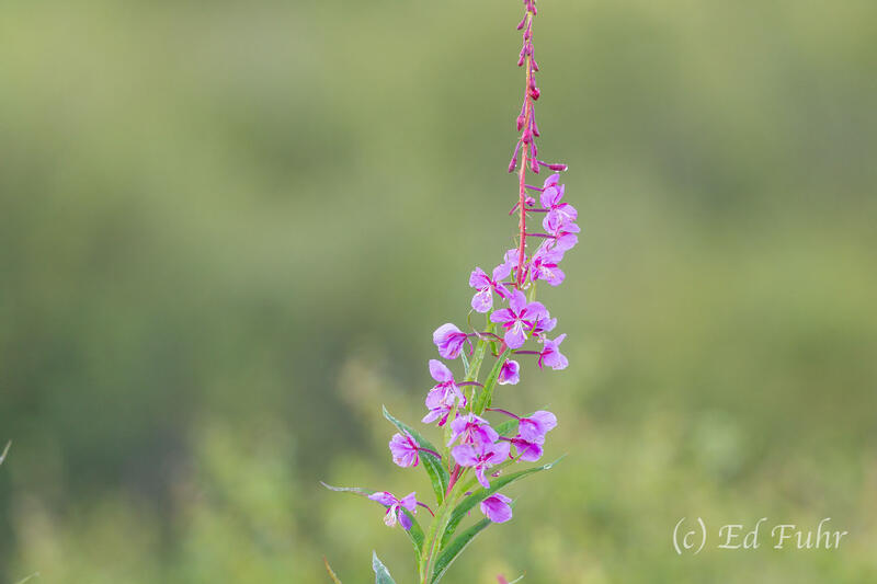 Fireweed