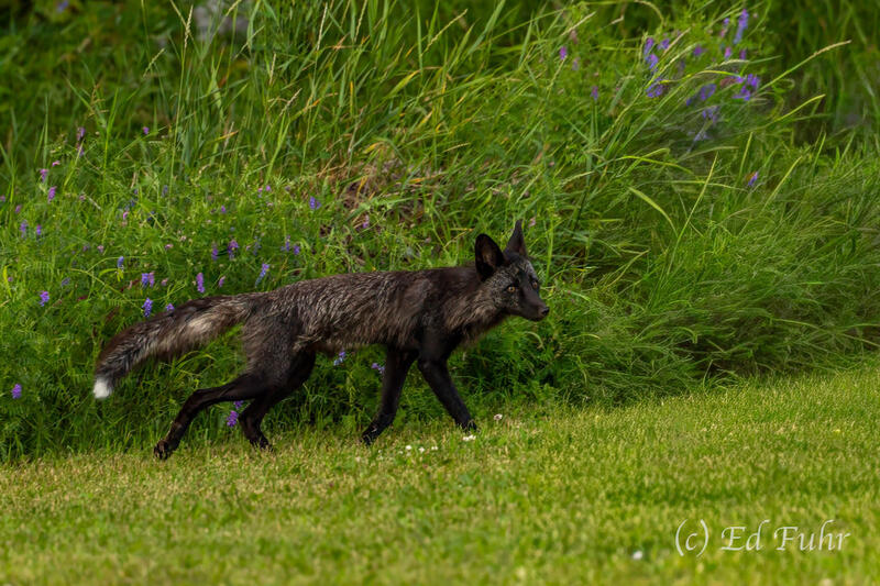 The Midnight Fox