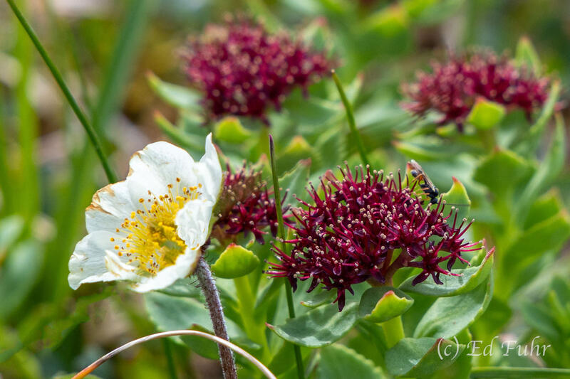 Arctic Avens and Roseroot