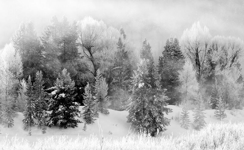 Black and White Cottonwoods