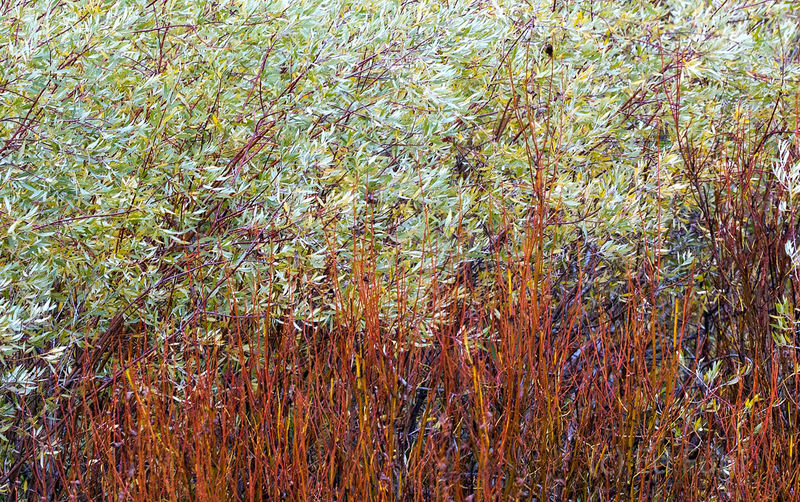 Willow