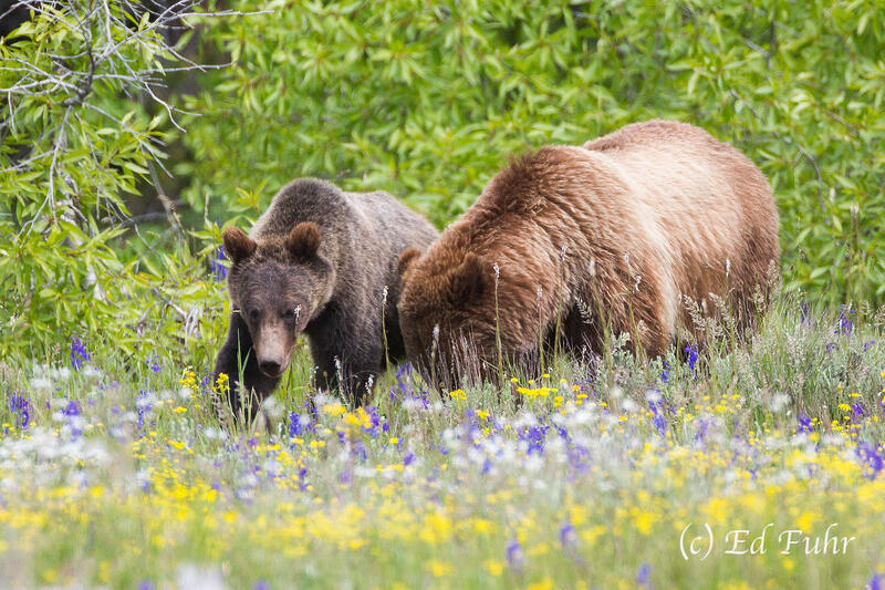 Foraging with Mom