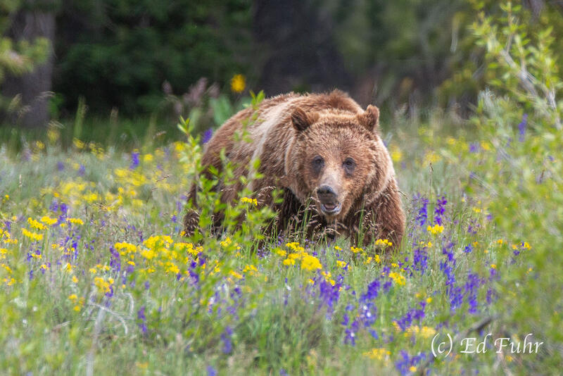 Portrait of 399 In Her Field of Flowers I