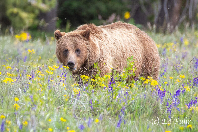 Portrait of 399 In Her Field of Flowers II