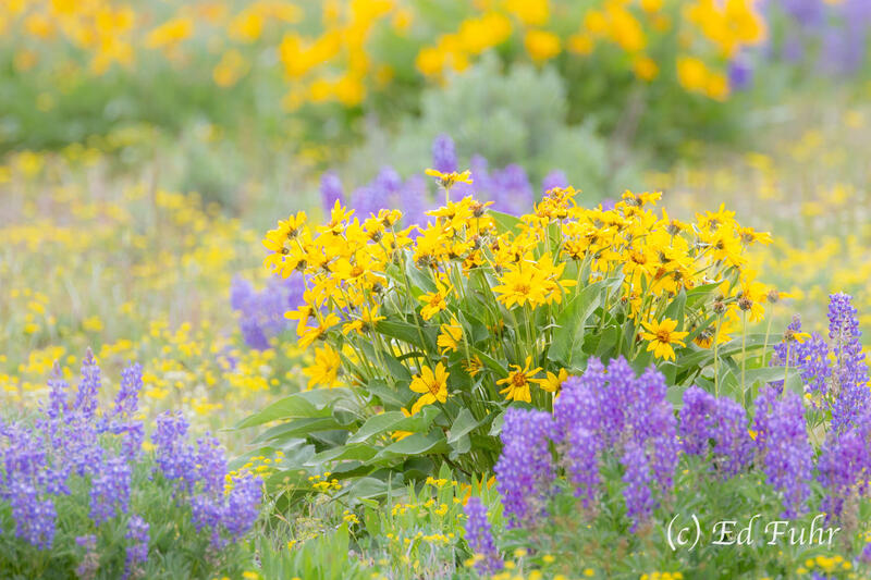Wildflower Explosion
