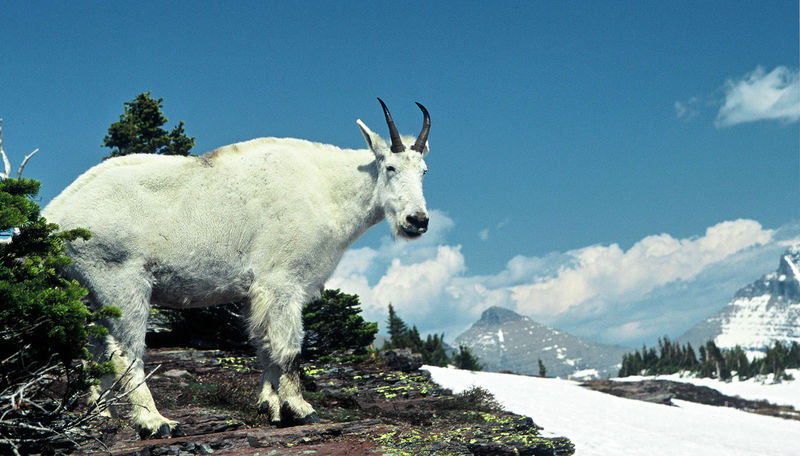 Mountain Goat at Logan Pass