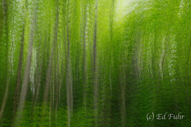 Woodland Impression