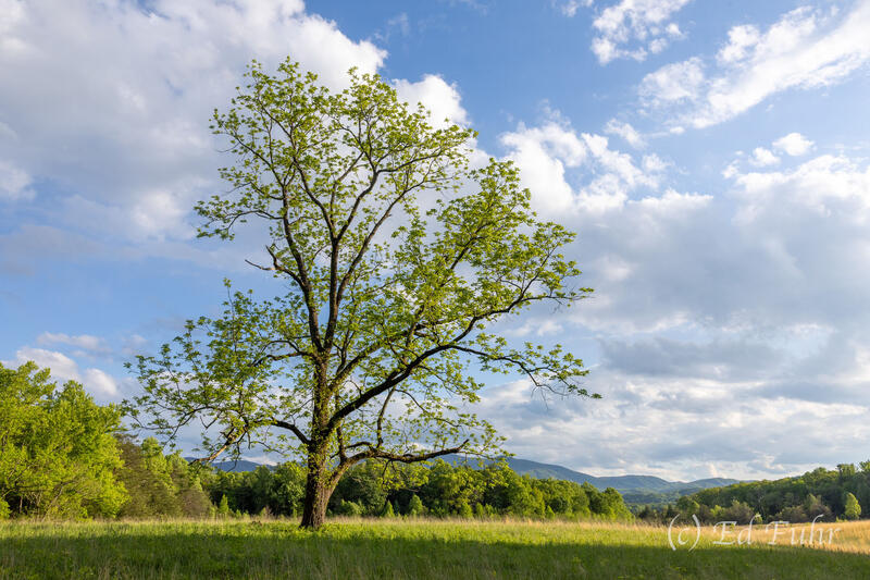 Spring Rejuvenation