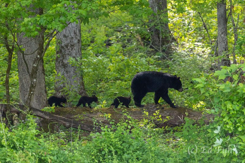 Training the Cubs
