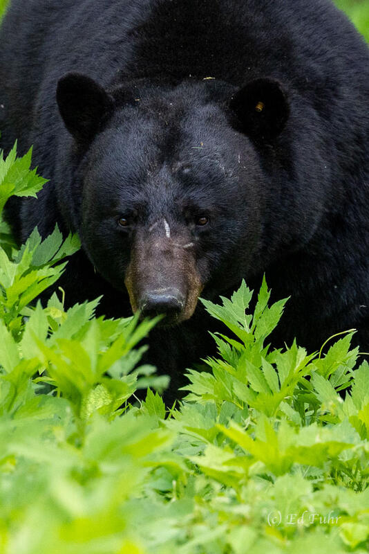 Eyes of the King