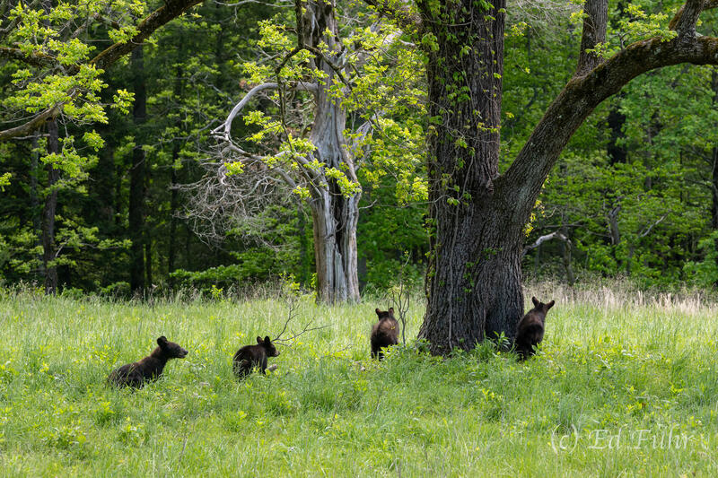 A Sound in the Woods