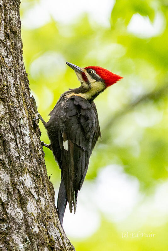 Pileated 