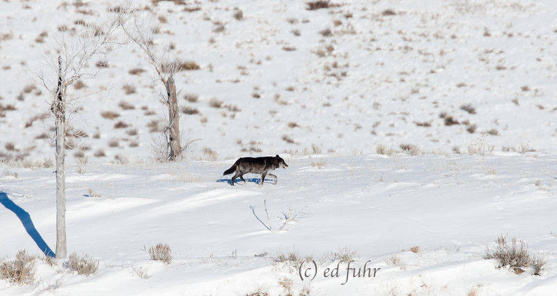 Wolf Departure