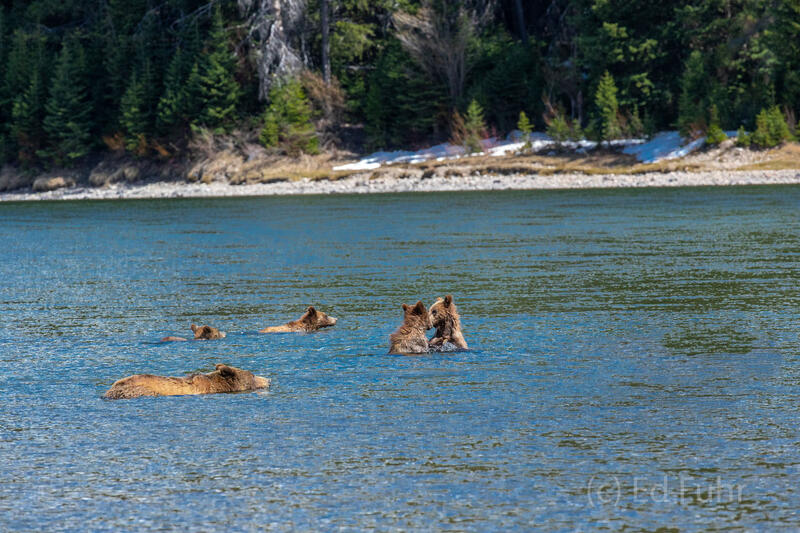 Spring Swim